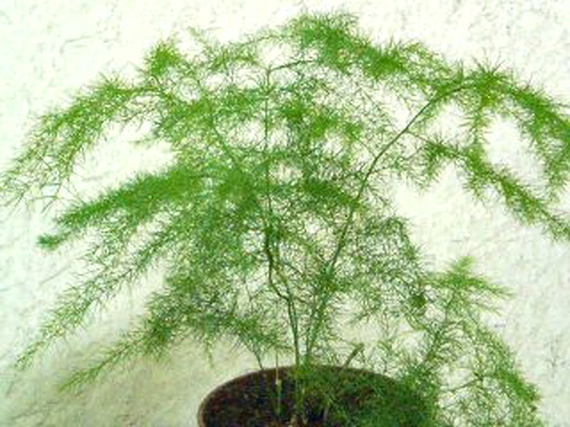 アスパラガス・セタケウス (プルモーサス) (撮影日:2008年10月1日)