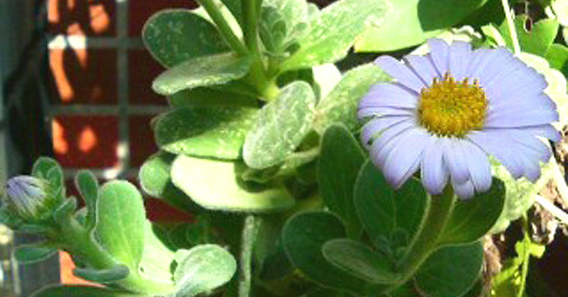 ダルマギク(達磨菊)