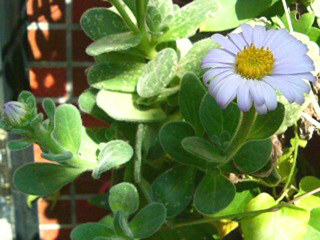 ダルマギク (達磨菊)