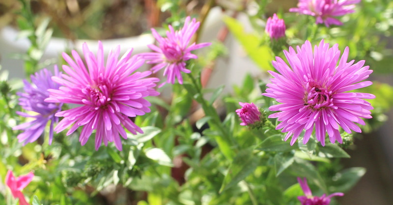 B級品 】希少 ドラセナ ビクトリアーナ ヴィクトリア ビクトリア 観葉