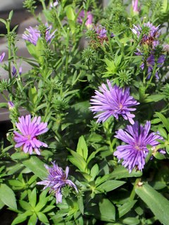 アスター・ビクトリア 宿根アスター (撮影日：2024年10月1日)