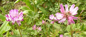 ピンク色のゲンゲの花