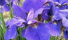 紫色のアヤメの花の画像