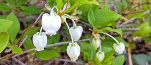 白色のドウダンツツジの花