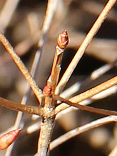 ドウダンツツジの冬芽の画像。まだ小さい (撮影日:2021年3月3日)