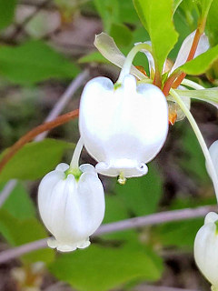 ドウダンツツジの小花の画像。雌しべの先端が見える (撮影日:2021年4月12日)