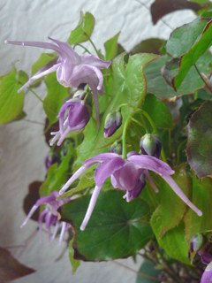 イカリソウ (碇草、錨草) (撮影日：2013年3月28日)