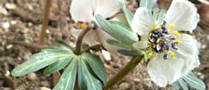 白色のセツブンソウの花