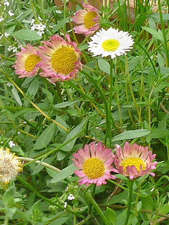 白色からピンク色に移り変わるエリゲロンの花 (源平小菊、ペラペラヨメナ) (撮影日：2014年5月20日) 