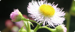 白色のハルジオンの花 (春紫苑)