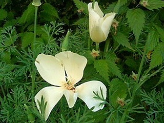 ハナビシソウ (花菱草) (撮影日：2008年4月29日)