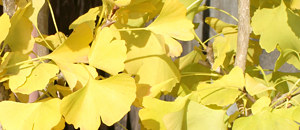 イチョウの黄色の葉