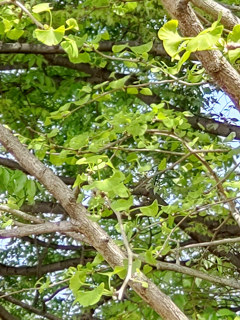 イチョウの枝の様子 (撮影日：2021年4月12日)