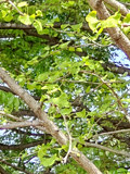 イチョウの木の様子 (撮影日：2021年04月12日)