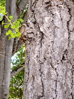 イチョウの樹皮 (撮影日：2021年4月12日)
