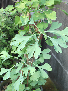 夏のイチョウの葉 (撮影日：2023年8月21日)