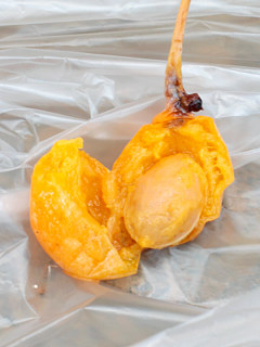 多肉質な種皮と銀杏の殻 (撮影日：2023年9月16日)