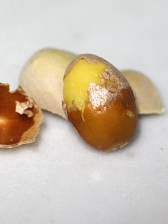 イチョウの核を割ったところ (撮影日：2023年9月18日)