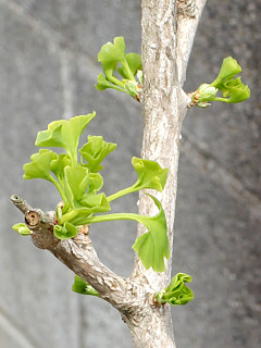 イチョウの葉が展開する様子 (撮影日：2024年4月11日)