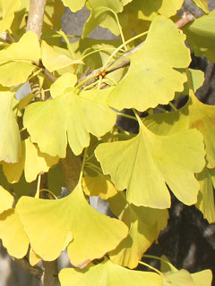 黄葉したイチョウの葉 (撮影日：2025年11月8日)