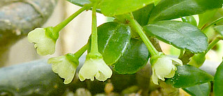 白色のイヌツゲ