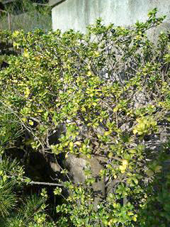 イヌツゲ 全体の様子 (撮影日：2013年10月09日)