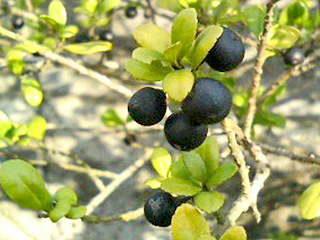 イヌツゲ 黒く熟した果実 (撮影日：2008年11月29日)