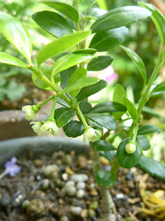 イヌツゲ (犬黄楊、犬柘植) (撮影日：2015年5月20日)