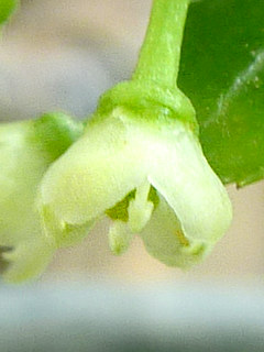 イヌツゲ の雌花と退化したおしべ (撮影日：2015年5月20日)