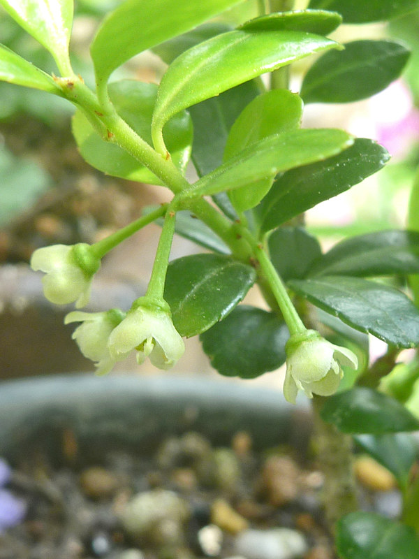 イヌツゲの雌花 白色の花 (撮影日:2015年5月20日)