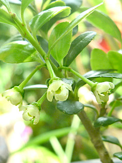 イヌツゲ 雌株に咲く雌花 (撮影日：2015年5月20日)