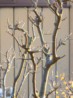 ウメモドキ 落葉した冬の木 (撮影日：2022年3月9日)