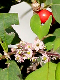 ウメモドキ 秋の開花 (撮影日：2023年10月13日)