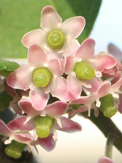 ウメモドキ (梅擬) (撮影日：2024年5月24日)