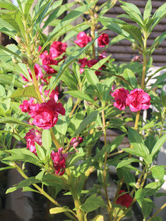 ホウセンカ (鳳仙花)(撮影日：2023年10月13日)