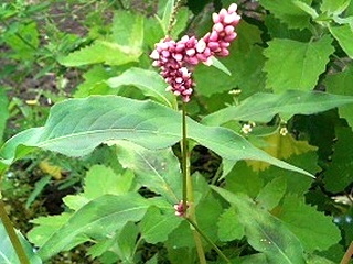 イヌタデ (犬蓼) (撮影日：2008年10月9日)