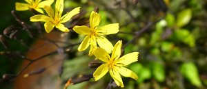 クロニガナ (黒苦菜)