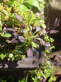 クロニガナ(黒苦菜) 早春のロゼット状の葉 (撮影日:2025年4月4日)