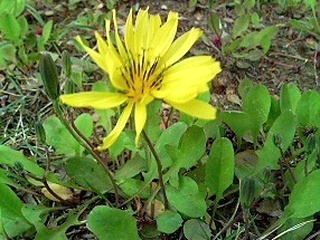 ジシバリ(地縛) イワニガナ(岩苦菜)