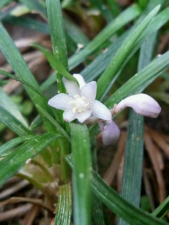 タマリュウ (撮影日：2018年7月4日)