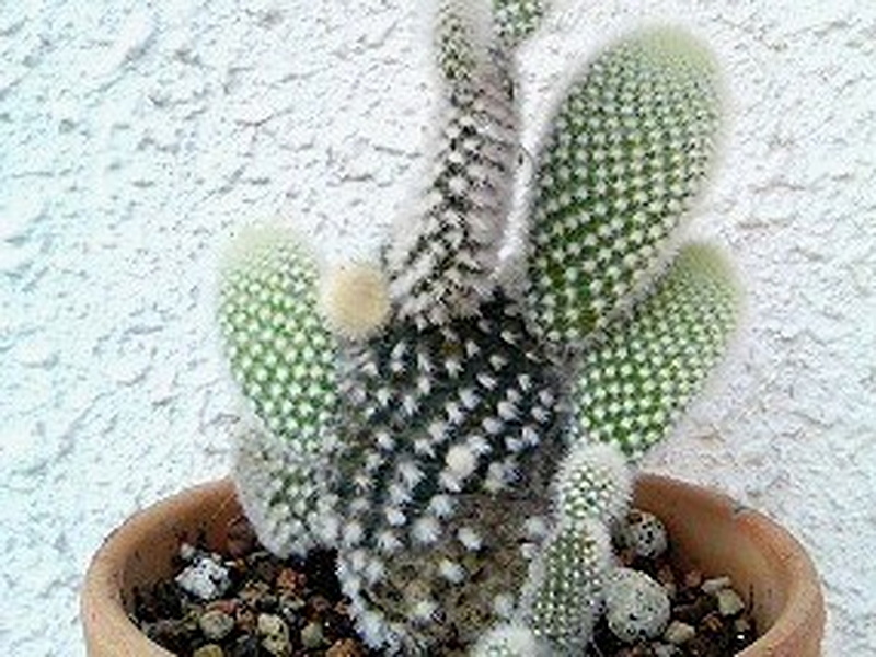 バニーカクタス　ハクトウセン ゾウゲウチワ(象牙団扇)(撮影日：2015年5月11日)