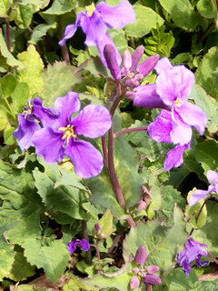 ムラサキハナナ(紫花菜) オオアラセイトウ(大紫羅欄花)(撮影日：2021年3月19日)