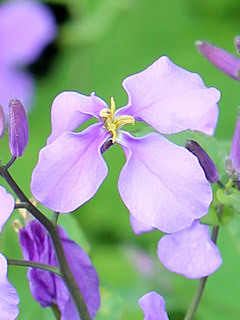 ムラサキハナナ(紫花菜) オオアラセイトウ(大紫羅欄花)(撮影日：2021年3月17日)