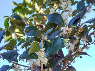 白色のヒイラギの花の画像 (撮影日：2021年11月28日)