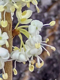 白色のヒイラギの花の画像 (撮影日：2013年12月11日) 