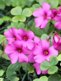 オキザリスの仲間