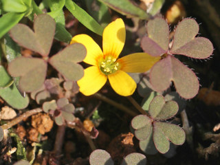 黄色のウスアカカタバミの花 (薄赤傍食) (撮影日2025年3月25日) 