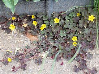 黄色のウスアカカタバミの花 (薄赤傍食) (撮影日2025年4月10日) 
