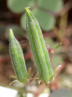 ウスアカカタバミの果実 (薄赤傍食) (撮影日2025年5月14日) 