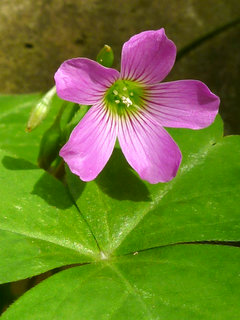 ムラサキカタバミ (紫片喰)